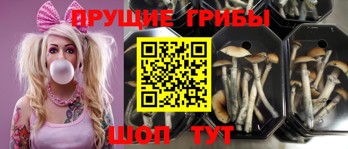 Псилоцибиновые грибы Psilocybine cubensis  Псилоцибиновые грибы Psilocybine cubensis  Вход с VPN  купить закладку  Луховицы 